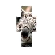 Коала