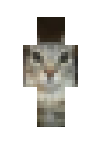 Zazu cat